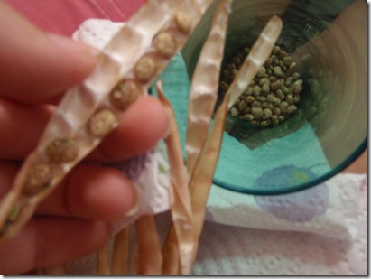 Black Eyed Peas by Velocir