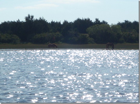 ponies in NC by Velocir