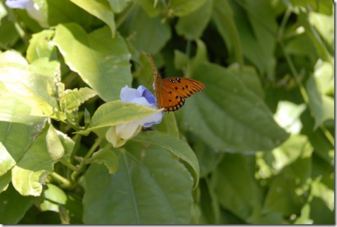 Charleston by Velocir