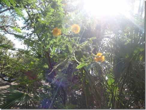 Cumberland Island by Velocir