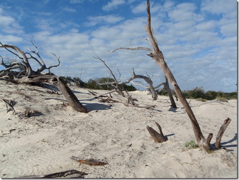 Cumberland Island by Velocir