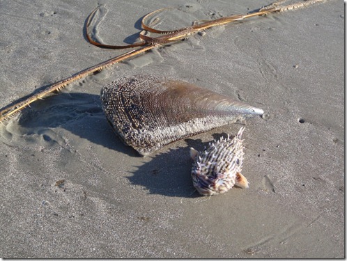 Cumberland Island by Velocir