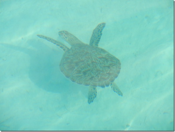 Turtle in the Bahamas by Velocir