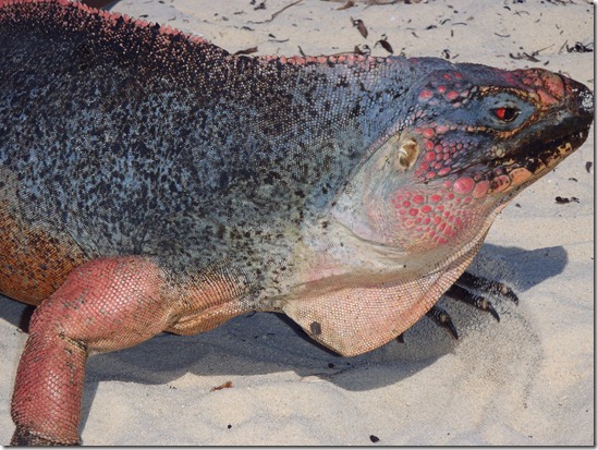 Bitter Guana Cay by Velocir