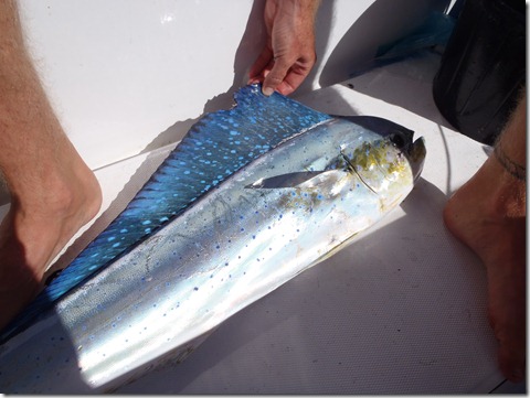 Catching Mahi Mahi by Velocir