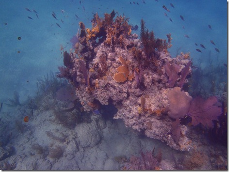 Green Cay Bahamas by Velocir