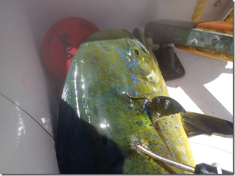 Mahi Mahi by Velocir