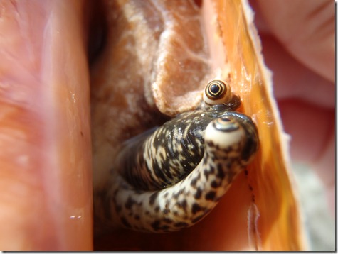 Conch eyes by Velocir